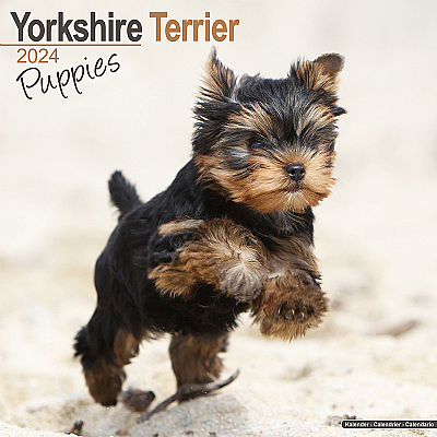 Yorkshire Terrier Puppy Calendar 2024 (Square)